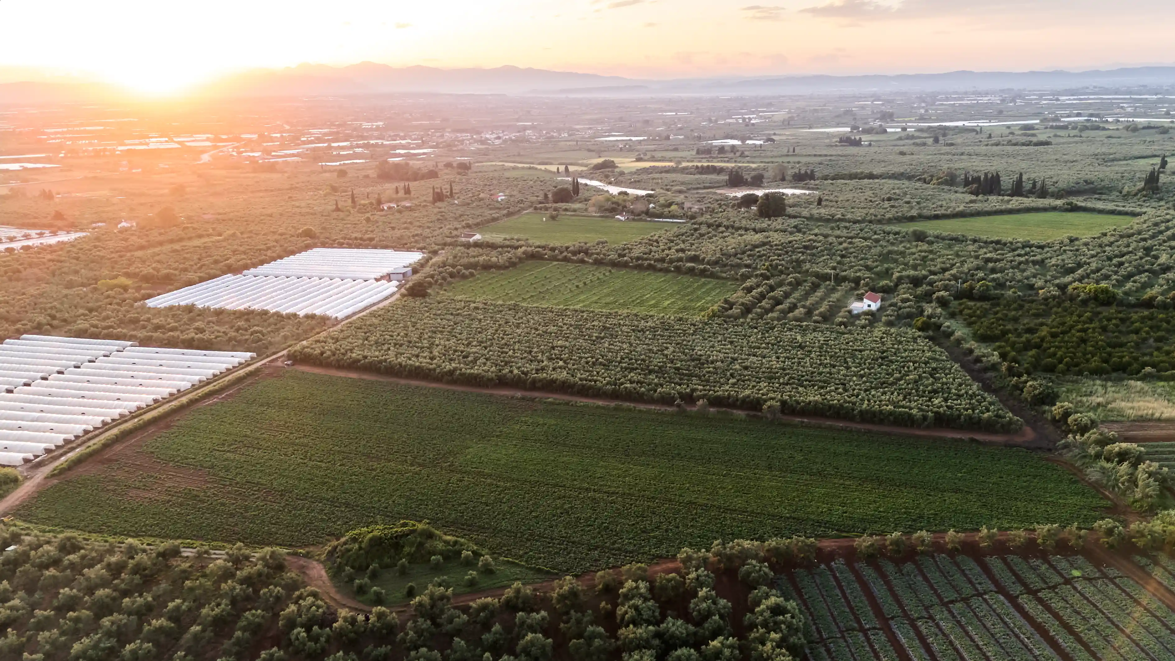 Olive grove at D & K Klabanos, Amaliada